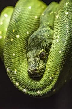 Green python on a branch ,python eye close up Stock Photos