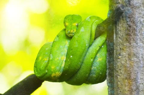 Green python on the branches of trees in the jungle. Stock Photos