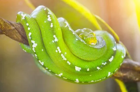 Green python on the branches of trees in the jungle. Stock Photos