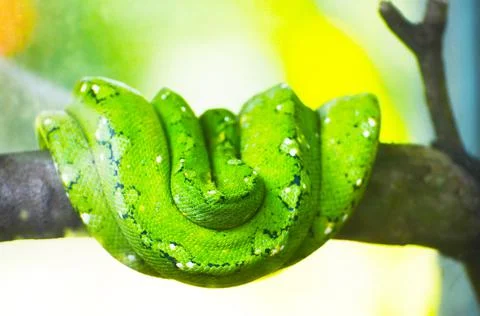Green python on the branches of trees in the jungle. Stock Photos