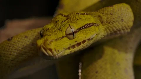 Green python close up macro tongue flicking detailed on branch Vidéo 170836753