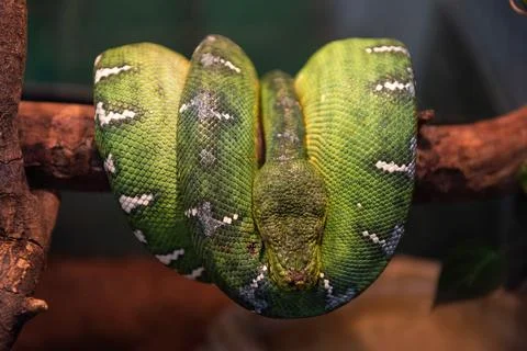 Green python close up Foto stock