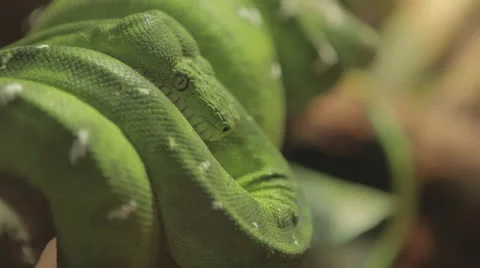 Green python coiled around branch cu, shallowfocus -stab Video stock 24631631