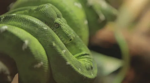 Green python coiled around branch cu, shallowfocus Stock-Footage 24631642