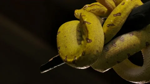 Green python coiled on branch tip waiting for prey 스톡 동영상 170836751
