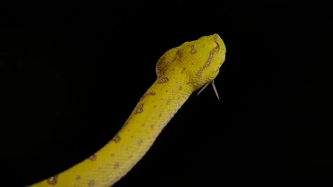 Green python flicking tongue into dark night scene Video stock 170836756