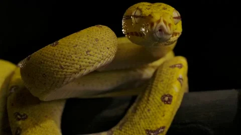 Green python flicking tonguwe tasting the air fir prey Video stock 170836757