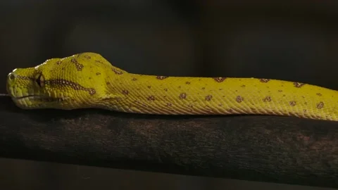 Green python going along branch with tongue flick slomo Video stock 170836770