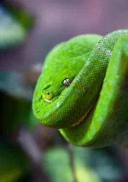 Green Python with Golden eye hanging on a branch in a spiral close up 스톡 사진