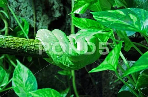 Green python hanging on a piece of wood Stock Photos