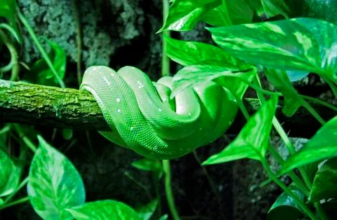 Green python hanging on a piece of wood Photos