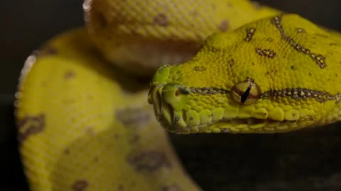 Green python head pulls away to look for prey 스톡 동영상 170836766