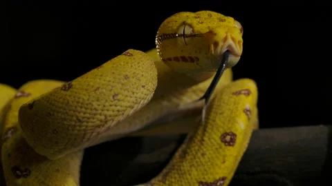 Green python looking into lens tongue flick slomo Vidéo 170836768