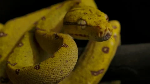 Green python looks at you and flicks tongue 120fps slomo ready to strike Video stock 170836773