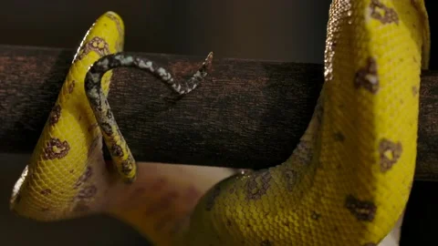 Green python macro details of tail wrapped around branch Video stock 170836775