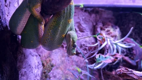 Green python Morelia viridis coiled on branch in terrarium close up with vivid Stock Footage 333431259