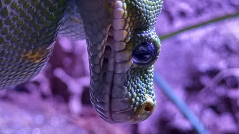 Green python Morelia viridis macro close up with eye detail and textured scales Stock Footage 333431896