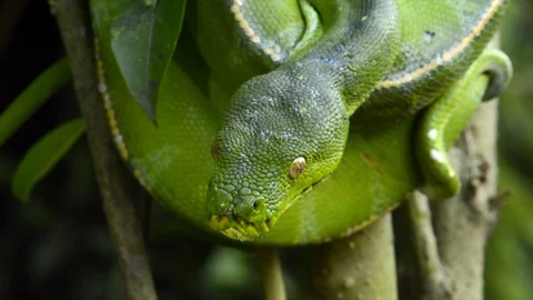 Green Python (morelia viridis), Papua New Guinea 스톡 동영상 100349941
