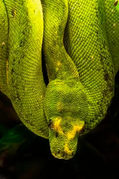 Green python, morelia viridis Stock Photos