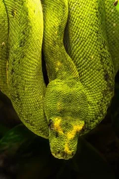 Green python, Morelia viridis Stock Photos