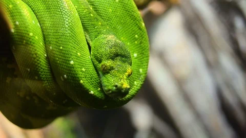 Green Python is moving Stock-Footage 93749699