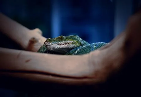 Green python, or tree python (Lati. Morelia viridis) Foto stock