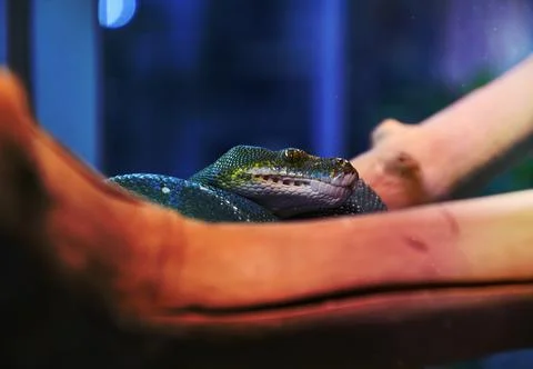 Green python, or tree python (Lati. Morelia viridis) Stockfoto's