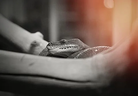 Green python, or tree python (Lati. Morelia viridis) Stock Photos