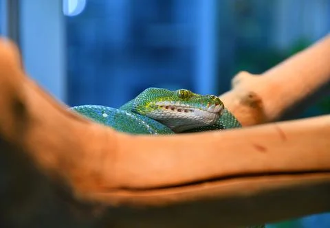 Green python, or tree python (Lati. Morelia viridis) Foto stock