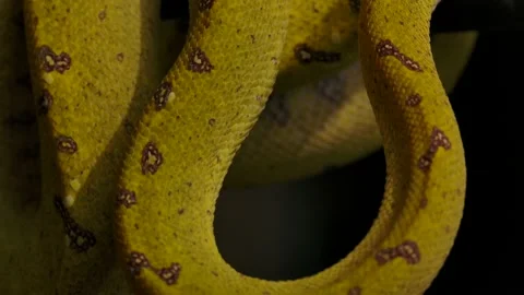 Green python pan down approach to see closeup details coiled in tree Video stock 170836780