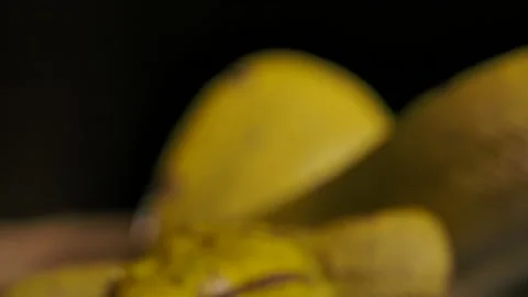 Green python pan down from dark black sky to reveal snake flicking tongue tim Video stock 170836782