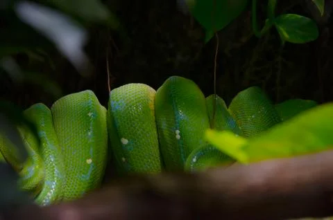 Green python Stock Photos