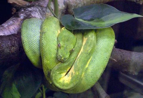 Green python Stock Photos