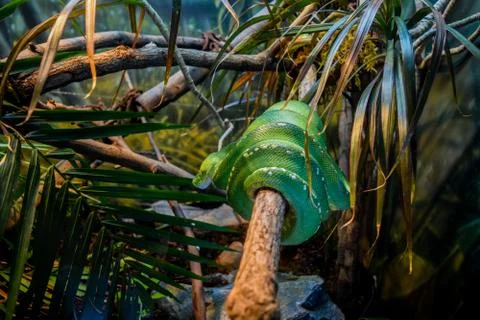 Green Python Stock Photos