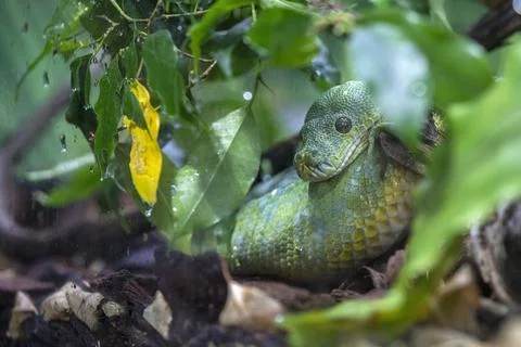 Green python piton snake hiding in the forest tree Foto stock
