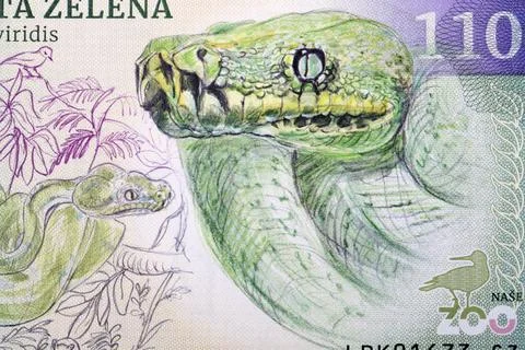 Green python a portrait from money 스톡 사진