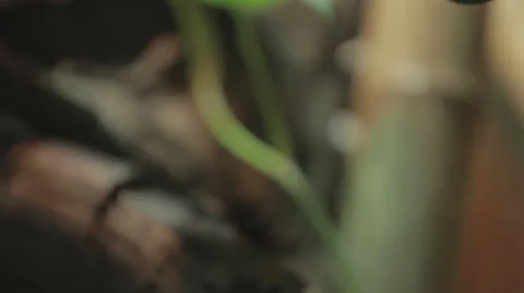 Green Python Resting On a Branch 2 Stock Footage 24337141