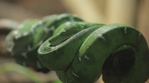Green Python Resting On a Branch 스톡 동영상 24631436