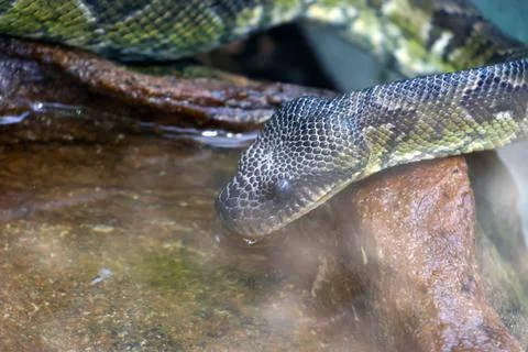 Green python snake approaches a shallow stone basin to drink water, showcasin Foto stock