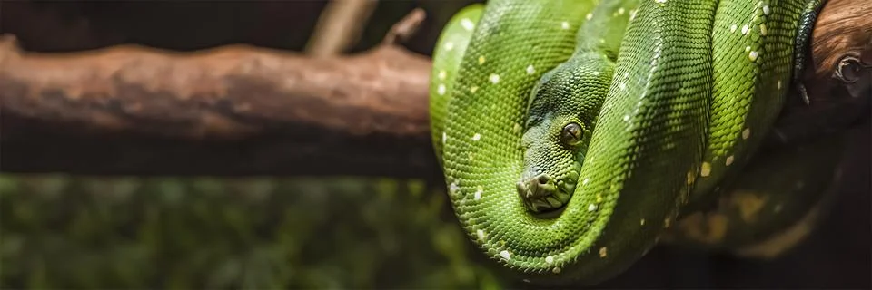 Green python snake on a branch with green leaves. A green python hangs on a 写真素材
