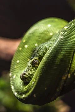 Green python snake on a branch with green leaves. A green python hangs on a Stock Photos