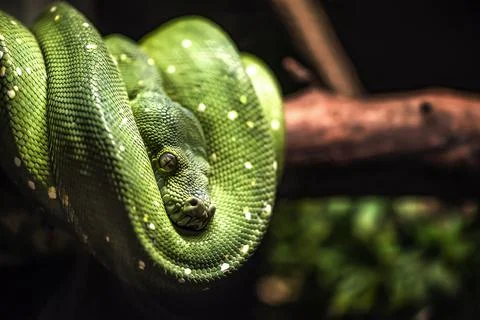 Green python snake on a branch with green leaves. A green python hangs on a Stockfoto's