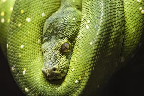 Green python snake on a branch with green leaves. A green python hangs on a Stock Photos