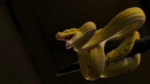 Green python strikes from branch in real time scary fast Video stock 170836781