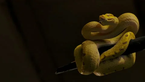Green python strikes at prey 120fps slomo coiled in tree Video stock 170836779