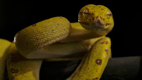Green python strikes towardfs camera biting at prey 스톡 동영상 170836783