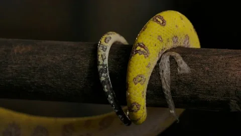 Green python tail tip coiled on branch with shed skin Video stock 170836785
