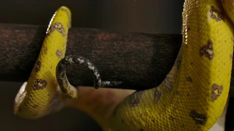 Green python tail wrapped around branch details Video stock 170836789