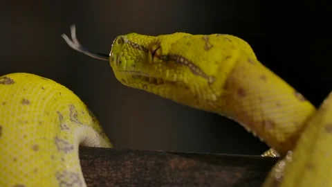 Green python tongue flick slomo closeup on branch Video stock 170836790
