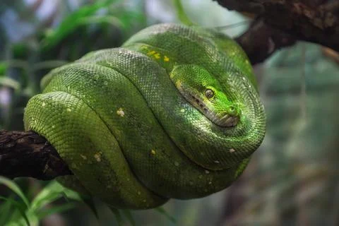 Green python on a tree branch in a forest Stock Photos